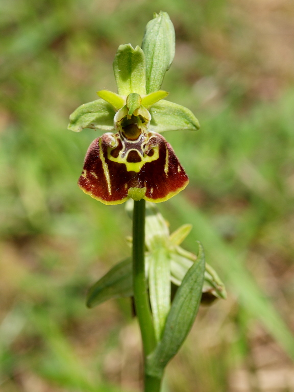 Ophrys untchjii